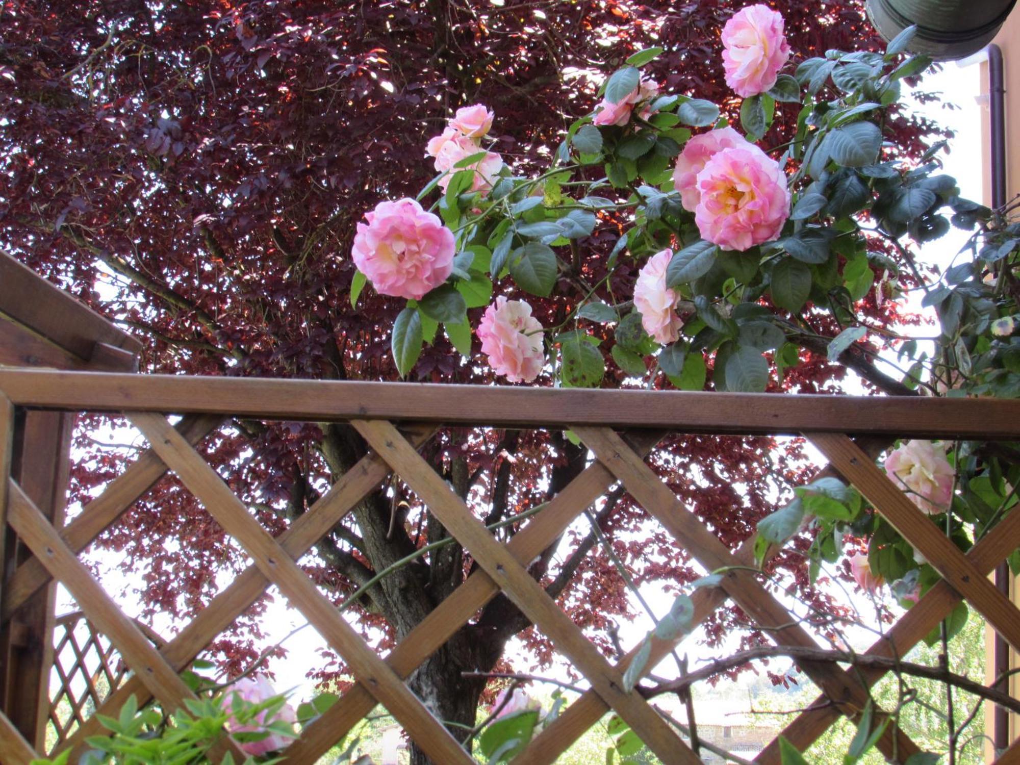 Casa Angolo Delle Rose Orvieto Bagian luar foto